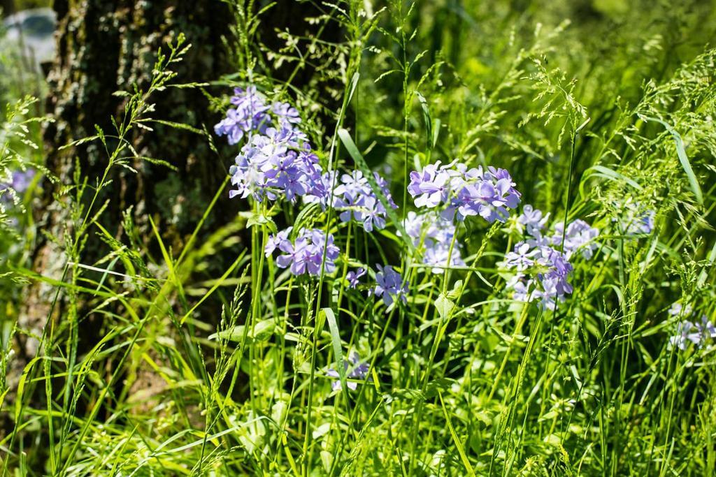Oak Grove Bed And Breakfast South Boston Exteriör bild